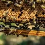How Bees Can Affect Your Property